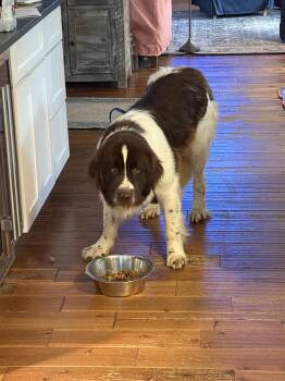 Newfoundland Dog Dogs Available for Adoption - Birdie | PetCurious