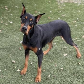 Lana -  Doberman Pinscher Dog for Adoption in Red Bluff, California - Lana | PetCurious
