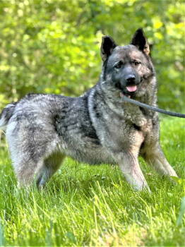 Rescue Norwegian Elkhound Dogs for Adoption in Franklin, Tennessee - GAIL | PetCurious