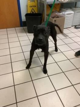 Rescue Mixed Breed Dogs for Adoption in Largo, Florida - Raven | PetCurious