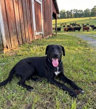 Labrador Retriever Dogs Available for Adoption in Washington, District Of Columbia - Batman | PetCurious