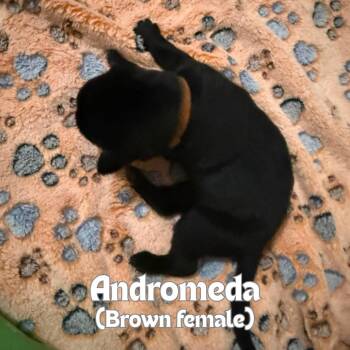 Andromeda (Tan Collar) -  German Shepherd Dog Dog for Adoption in Tulsa, Oklahoma - Andromeda (Tan Collar) | PetCurious