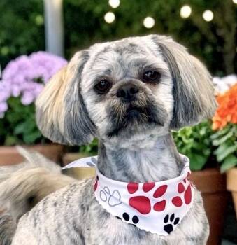 Shih Tzu Dogs Available for Adoption in Perry, Iowa - Aboo | PetCurious
