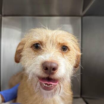 Suki A2301287 -  Terrier Dog for Adoption in Los Angeles, California - Suki A2301287 | PetCurious