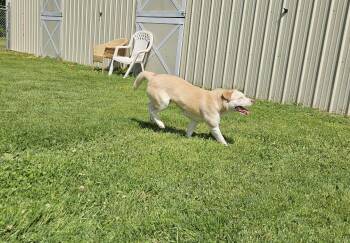 Yellow Labrador Retriever Dogs Available for Adoption in Benton Harbor, Michigan - Sheba | PetCurious