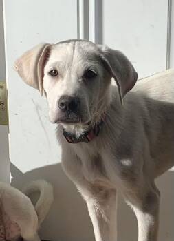 Kenai -  Great Pyrenees and Mixed Breed Dog for Adoption in Severance, Colorado - Kenai | PetCurious