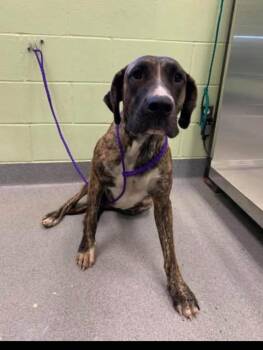 Megalodon -  Great Dane and Mixed Breed Dog for Adoption in Blountville, Tennessee - Megalodon | PetCurious