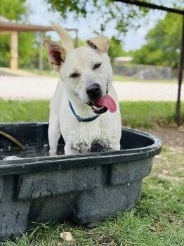 Rescue Mixed Breed Dogs for Adoption in Gatesville, Texas - Cream | PetCurious