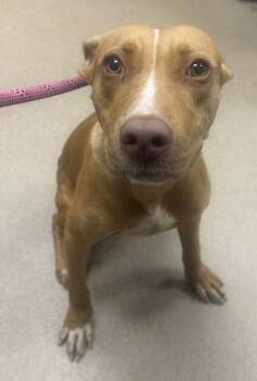 Zev -  Mixed Breed Dog for Adoption in Chamblee, Georgia - Zev | PetCurious
