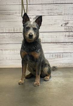 Rescue Mixed Breed Dogs for Adoption in Murphysboro, Illinois - Sara | PetCurious