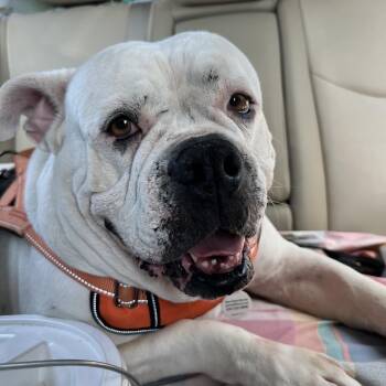 LuLu -  American Bulldog Dog for Adoption in Opelika, Alabama - LuLu | PetCurious