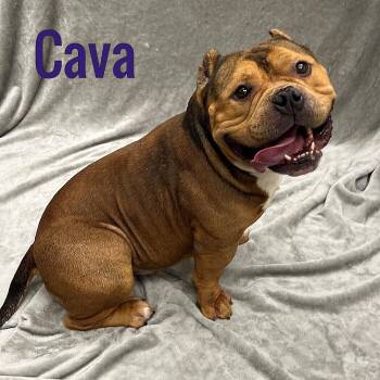 Cava -  American Bully Dog for Adoption in Pleasantville, New Jersey - Cava | PetCurious