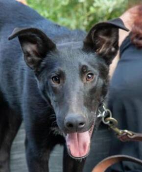 Rescue Border Collie and Pit Bull Terrier Dogs for Adoption in New York, New York - Edward | PetCurious