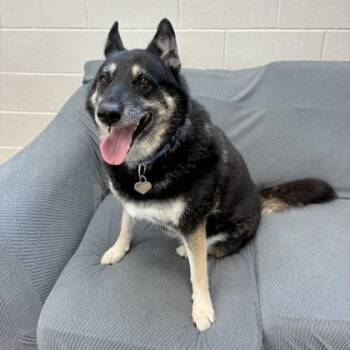 Luna -  German Shepherd Dog and Mixed Breed Dog for Adoption in Wheaton, Illinois - Luna | PetCurious