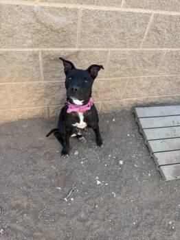 Salina -  Mixed Breed Dog Available for Adoption in Hobbs, New Mexico - Salina | PetCurious