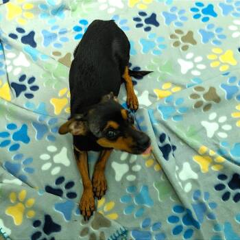 Mixed Breed Dogs Available for Adoption - Suni Lee | PetCurious