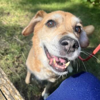Todd -  Mixed Breed Dog for Adoption in Walker, Michigan - Todd | PetCurious