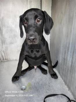SPOOKY -  Labrador Retriever Dog for Adoption in San Antonio, Texas - SPOOKY | PetCurious