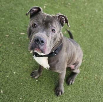 Pit Bull Terrier Dogs Available for Adoption - Piggle | PetCurious