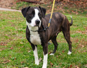 Rescue Mixed Breed Dogs for Adoption in West Chester, Pennsylvania - Roxie | PetCurious