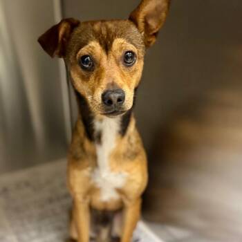 Chihuahua Dogs Available for Adoption in Galveston, Texas - Taco | PetCurious