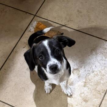Mochi -  Dachshund Dog for Adoption in Phoenix, Arizona - Mochi | PetCurious