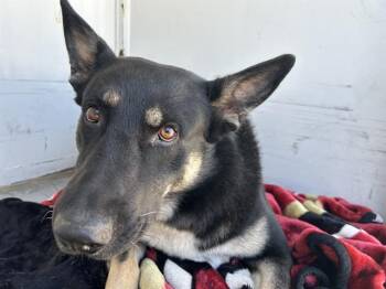 ALTAIR -  German Shepherd Dog and Mixed Breed Dog for Adoption in Martinez, California - ALTAIR | PetCurious