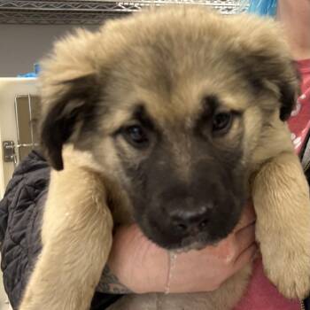 Labrador Retriever and Shepherd Dogs Available for Adoption - Daffy | PetCurious