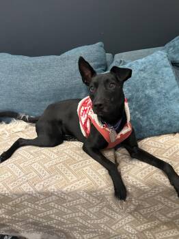 Black Labrador Retriever and German Shepherd Dog Dogs Available for Adoption in Pflugerville, Texas - Sybil | PetCurious