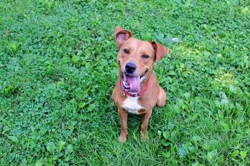 Roseanna -  Hound and Mountain Cur Dog for Adoption in Indianapolis, Indiana - Roseanna | PetCurious