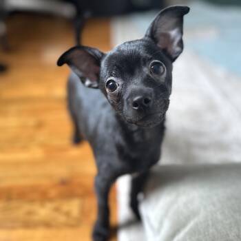 Chihuahua Dogs Available for Adoption - Pebbles | PetCurious