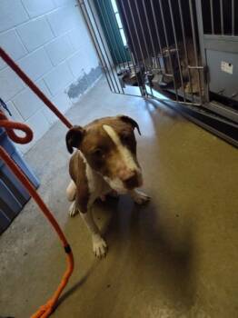 Rescue Terrier and Mixed Breed Dogs for Adoption in Anderson, Indiana - Momma | PetCurious