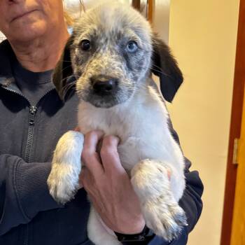 Rescue Great Pyrenees and Australian Cattle Dog Blue Heeler Dogs for Adoption in Eastford, Connecticut - NY Star Avail Nov 23 (Choice Pet Carmel) | PetCurious