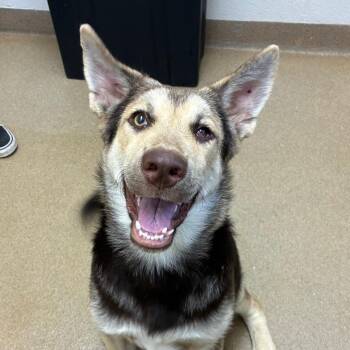 Blaze -  Shepherd and Mixed Breed Dog Available for Adoption in Corpus Christi, Texas - Blaze | PetCurious