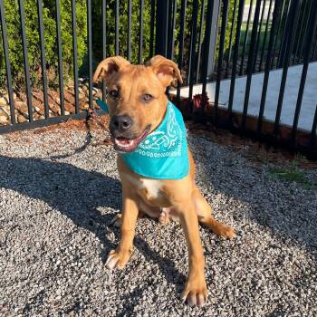 Mixed Breed Dogs Available for Adoption in Canal Winchester, Ohio - Wakko | PetCurious