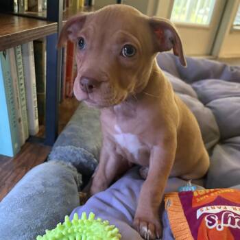 Crush -  Mixed Breed Dog for Adoption in Charleston, South Carolina - Crush | PetCurious