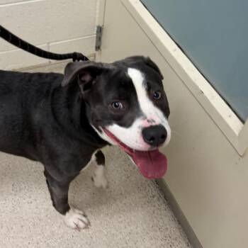 Rocky -  Mixed Breed Dog for Adoption in Murray, Utah - Rocky | PetCurious