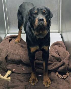 Rottweiler Dogs Available for Adoption - 26-102 | PetCurious