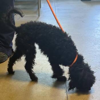 Sunflower -  Poodle Dog for Adoption in Baltimore, Maryland - Sunflower | PetCurious