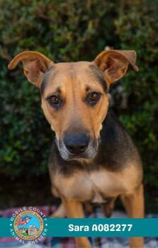 Sara -  Black Mouth Cur Dog for Adoption in Mobile, Alabama - Sara | PetCurious