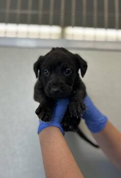 Rescue Dogo Argentino Dogs for Adoption in Victorville, California - Scooter #5149 (609) ***FOSTER OR FOSTER-TO-ADOPT ONLY*** | PetCurious