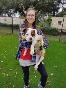 Rescue Mixed Breed Dogs for Adoption in Jacksonville, Florida - PASTRAMI | PetCurious