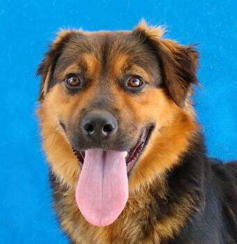 POST MALONE -  German Shepherd Dog Dog for Adoption in Pasadena, California - POST MALONE | PetCurious