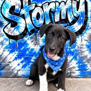 Stormy -  Labrador Retriever and Shepherd Dog for Adoption in South Elgin, Illinois - Stormy | PetCurious