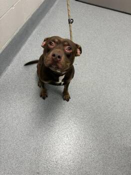 SPARKY -  Pit Bull Terrier Dog for Adoption in Indianapolis, Indiana - SPARKY | PetCurious