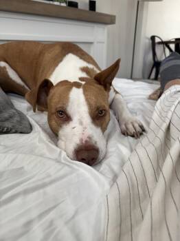 Pit Bull Terrier Dogs Available for Adoption in Cuyahoga Falls, Ohio - Mac | PetCurious