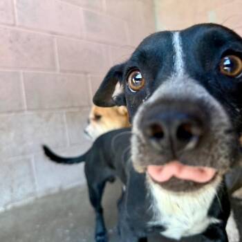Weaver -  Chihuahua Dog for Adoption in Yuma, Arizona - Weaver | PetCurious