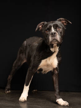 Rescue Pit Bull Terrier and Mixed Breed Dogs for Adoption in Atlanta, Georgia - Tuesday | PetCurious