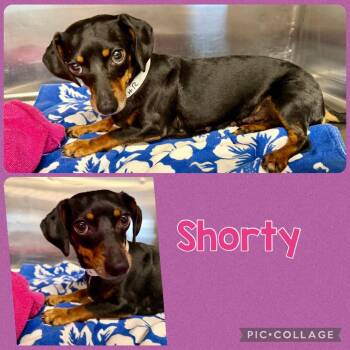 Shorty -  Dachshund and Mixed Breed Dog for Adoption in Opelika, Alabama - Shorty | PetCurious