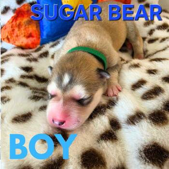 Pre-adoption - Sugar Bear for adoption -  Husky and Shepherd Dog for Adoption in Los Angeles, California - Pre-adoption - Sugar Bear For Adoption | PetCurious